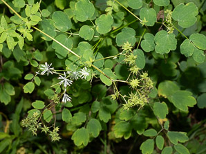Thalictrum pubescens (tall meadow rue, king-of-the-meadow, tall meadow-rue)