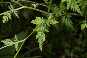 Torilis japonica (erect hedgeparsley, upright hedge-parsley, Japanese hedge parsley)