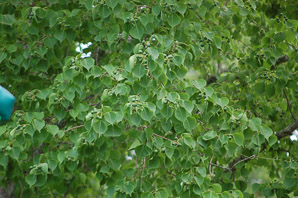 Triadica sebifera (Chinese tallow)