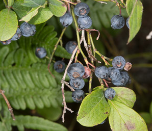 Vaccinium angustifolium (lowbush blueberry, blueberry)