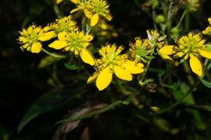 Verbesina alternifolia (wingstem, yellow ironweed)