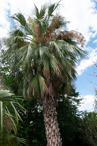 Washingtonia robusta (Mexican fan palm, Washington fan palm)