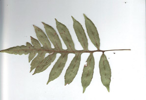 Woodwardia areolata (netted chain fern, nettled chain fern)