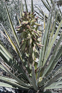 Yucca ×schottii (Mojave yucca, Joshua tree, yucca palm, tree yucca, palm tree yucca, blue yucca, Schott’s yucca, mountain yucca, hoary yucca)