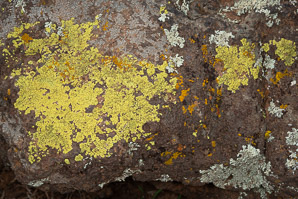 Acarospora socialis (bright cobblestone lichen)