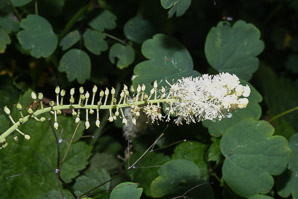 Actaea racemosa (black snakeroot, black baneberry, black bugbane, black cohosh, fairy candle)
