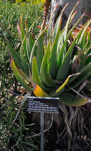 Aloe succotrina (aloe, fynbos aloe)