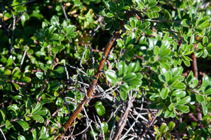 Arctostaphylos uva-ursi (bearberry, kinnikinnick)