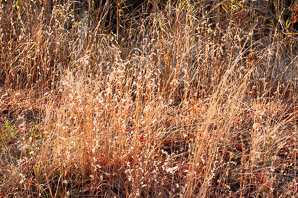 Aristida dichotoma (poverty grass, churchmouse threeawn, Shinners’ three-awned grass)