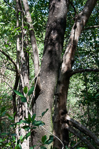 Avicennia germinans (black mangrove)