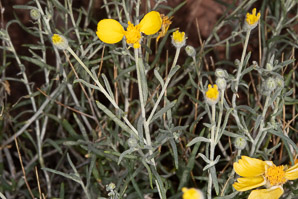 Baileya pauciradiata (laxflower, Colorado desert marigold, Colorodo Desert Marigold)