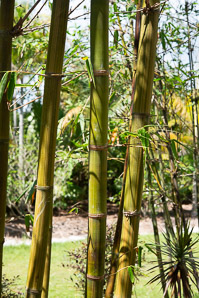Bambusa oldhamii (giant timber bamboo, Oldham’s bamboo)