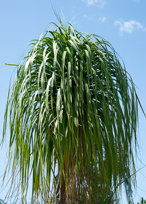 Beaucarnea recurvata (ponytail palm, elephant’s foot palm, bottle palm)