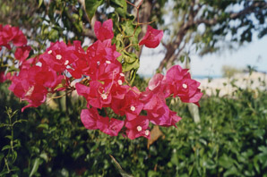Bougainvillea spectabilis (bougainvillea, great bougainvillea)