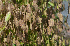 Briza maxima (big quaking grass, great quaking grass, large quaking grass, blowfly grass, rattlesnake grass)