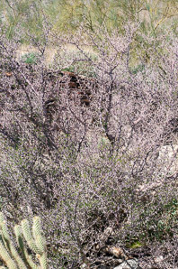 Bursera microphylla (elephant tree)
