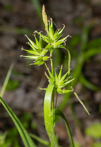 Carex folliculata (northern long sedge)