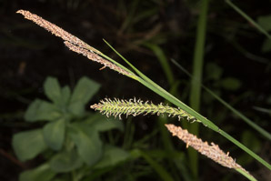 Carex stricta (tussock sedge)