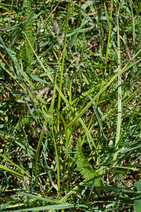 Carex vulpinoidea (common fox sedge)