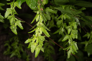 Carpinus caroliniana (American hornbeam, ironwood, musclewood)