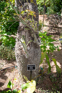 Ceiba insignis (white silk-floss tree)