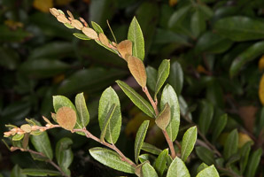Chamaedaphne calyculata (leatherleaf)