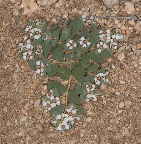 Chamaesyce albomarginata (whitemargin sandmat)