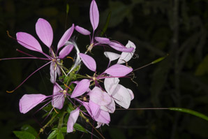 Cleome hassleriana (spider flower, spider plant, pink queen)