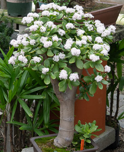 Crassula ovata (jade plant, spoon jade)