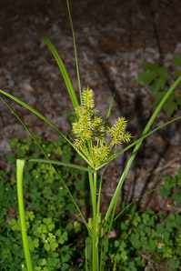 Cyperus esculentus (nut grass, yellow nut grass, yellow nutsedge)