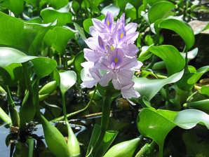 Eichhornia crassipes (water hyacinth)