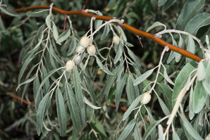 Elaeagnus angustifolia (Russian olive)