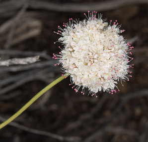 Eriogonum fasciculatum (California buckwheat, Eastern mojave buckwheat)