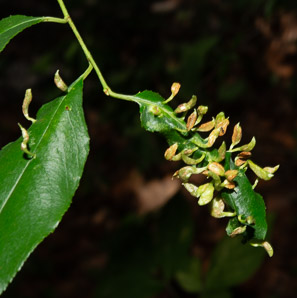Eriophyes cerasicrumena (black cherry leaf gall mite)