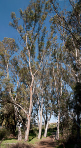 Eucalyptus L’Hér.