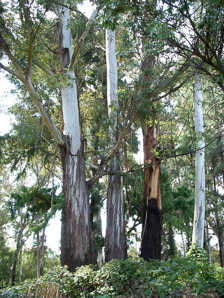 Eucalyptus globulus (Tasmanian blue gum, southern blue gum, blue gum, blu)
