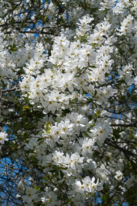 Exochorda × (pearl bush)
