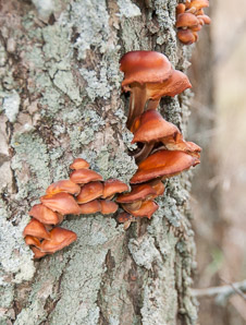 Flammulina velutipes (velvet foot, black foot, winter mushroom)