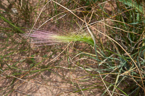 Hordeum jubatum (foxtail barley)