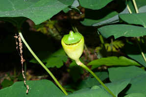 Jeffersonia diphylla (twinleaf)