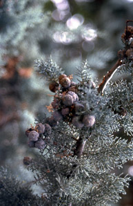 Juniperus phoenicea (Phoenician juniper)