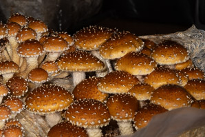 Lentinula edodes (shiitake mushrooms)