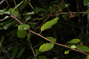 Lyonia ligustrina (northern maleberry)