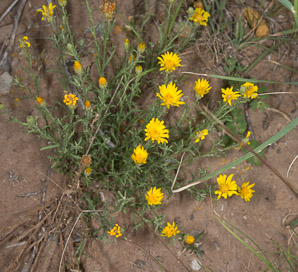 Machaeranthera pinnatifida (spiny iron plant)