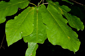 Magnolia fraseri (ear-leaved umbrella tree, fraser magnolia)