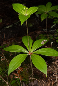 Medeola virginiana (Indian cucumber-root, Indian cucumber)