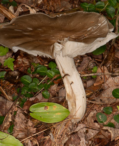 Megacollybia rodmani (Rodman’s mushroom)
