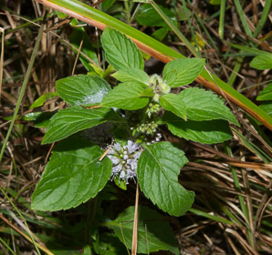 Mentha arvensis (field mint)