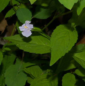 Mimulus ringens (square-stemmed monkeyflower)