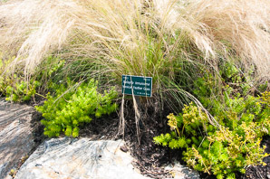 Nassella tenuissima (mexican feather grass)